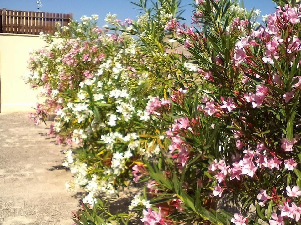 Appartamento Il Terrazzo Di Oleandri Bagheria Camera foto